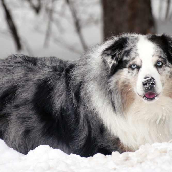 Scenes from a snowy Colorado day